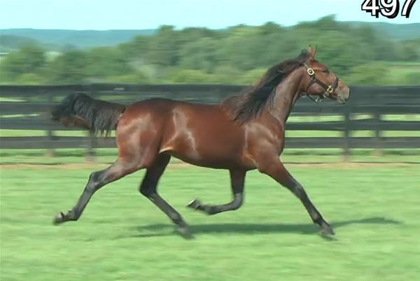 Standard Bred Yearlings